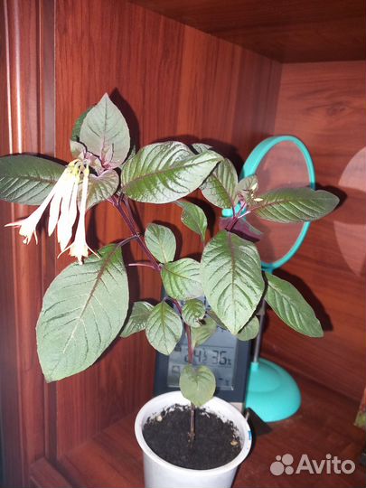 Фуксия. Аглаонемы. Эсхинантус. Мурдания