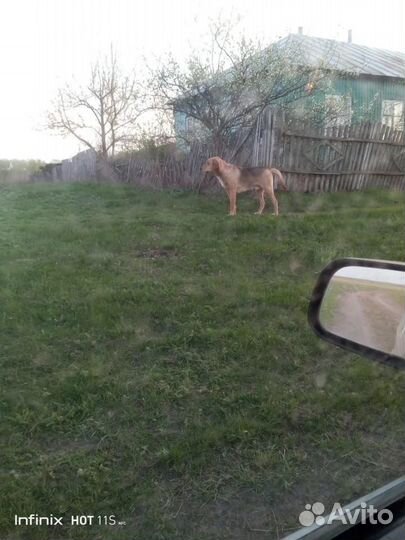 Щенята русской гончей