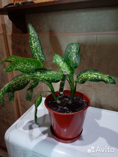 Цветок диффенбахия