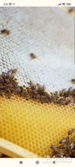 Продается пасека