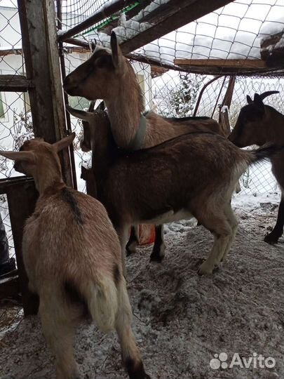 Козы и козлята Альпийские и Заанинские девочки
