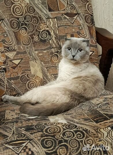 Шотландская кошка