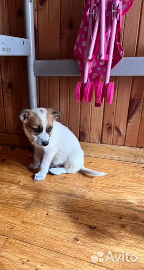 Малышка Юта в добрый руки