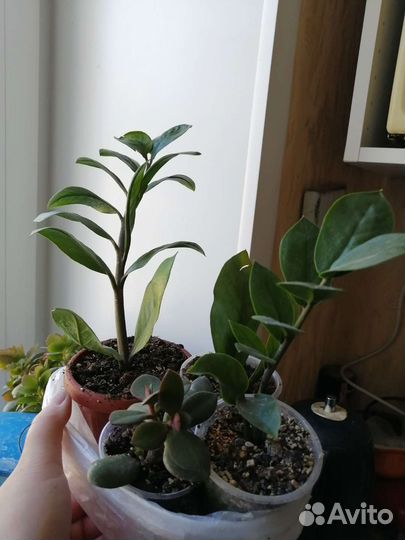 Замиокулькас