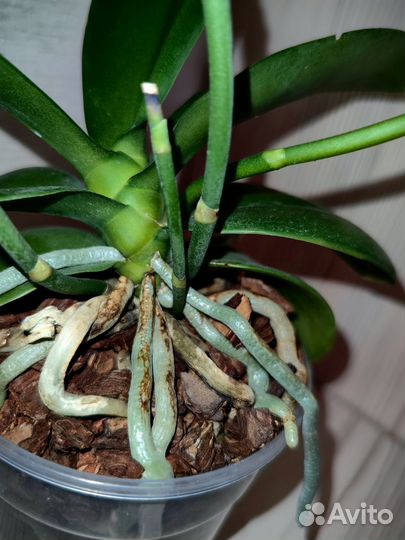 Орхидея фаленопсис charming crystal water