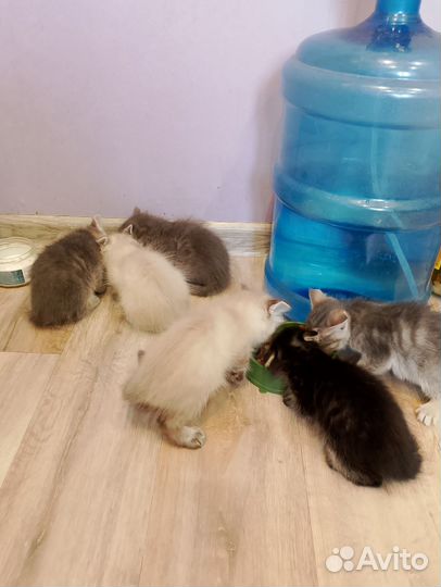 Котята в добрые руки