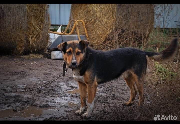 Помогите спасти собак