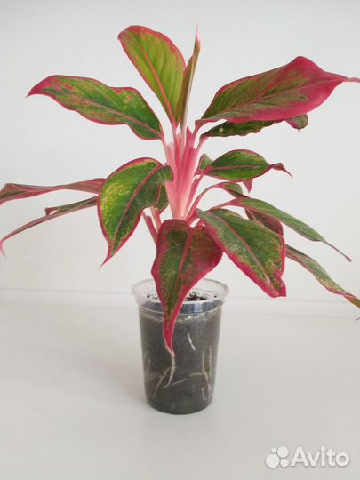 Продаю деток аглаонемы Крит, хорошо укоренённые