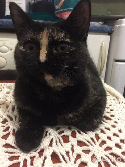 Котенок девочка