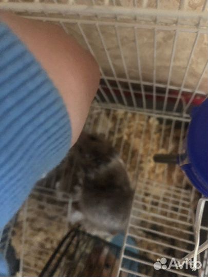 Серийский хомяк