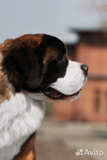 Сенбернар вязка