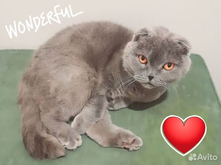 Передержка бездомных кошек