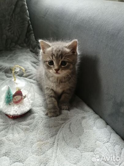 Шотландские котята