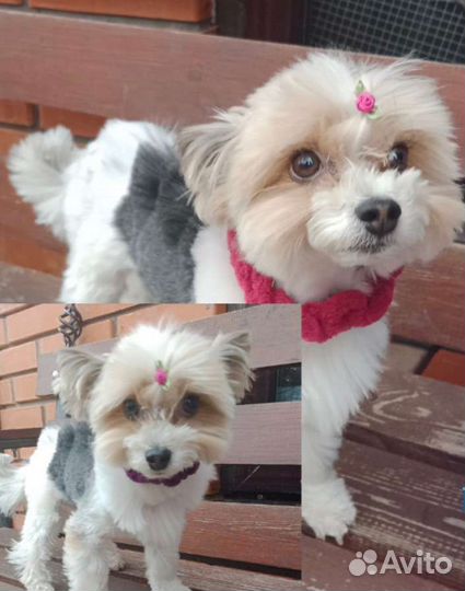 Товары для кошек и собак