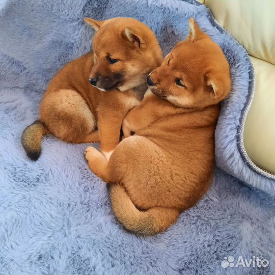 Японские самурайчики Сибочки