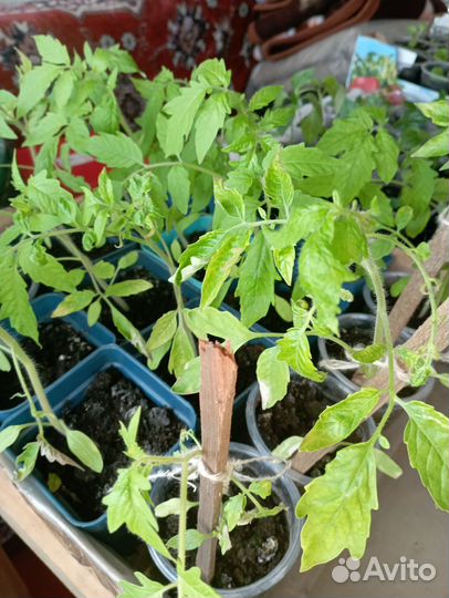 Рассада помидор