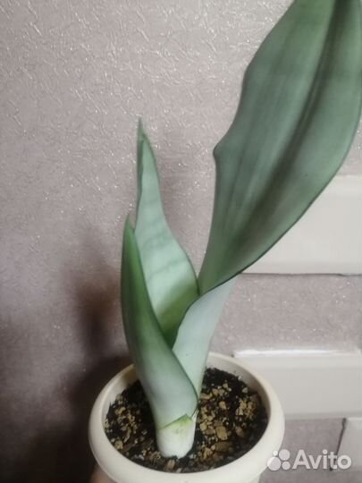 Сансевиерия сортовая Moonshine