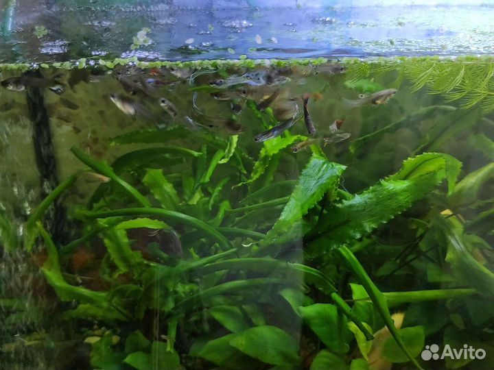 Аквариум 50 л