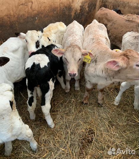 Бычки мясного направления