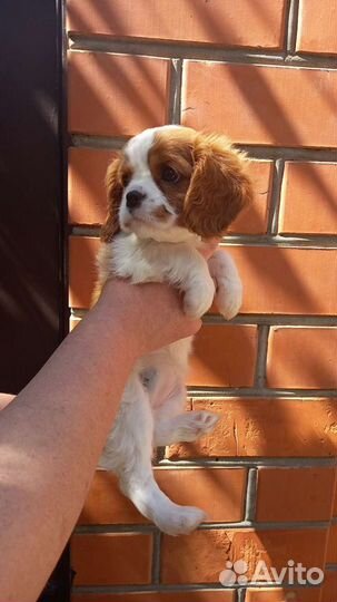 Кавалер кинг чарльз спаниель девочка и мальчик