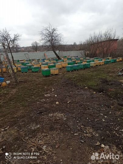 Пчелопакеты, Карпатка,90шт