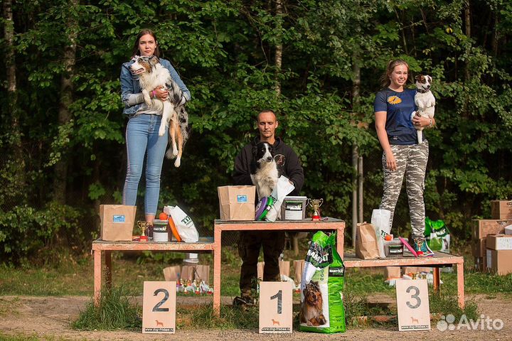 Джек Рассел терьер на вязку