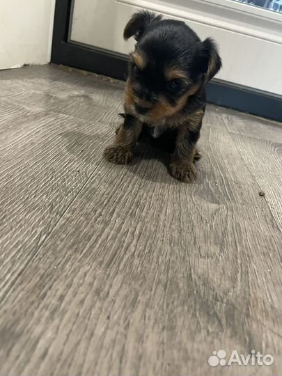 Йоркширский терьер девочка