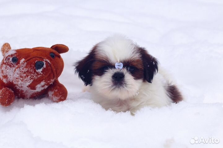 Любовь с первого взгляда