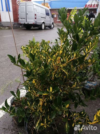 Гортензия, пальма банановая