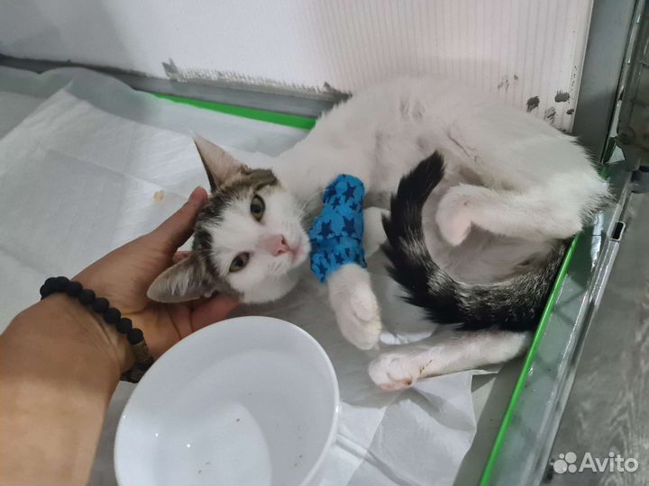 Котёнок девочка. Возраст 3,5 месяца