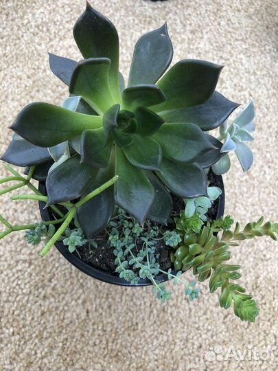 Суккуленты