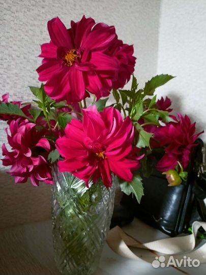 Георгины клубни