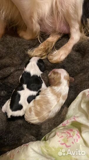 Кавалер кинг чарльз спаниель триколор