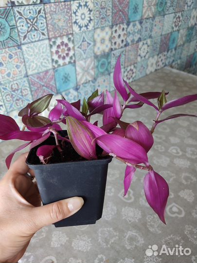 Зебрина Purpusii bruckner