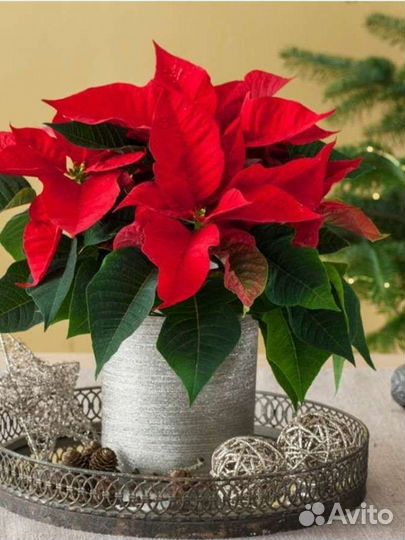 Пуансеттия