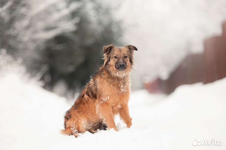 Пушистое огненное чудо в поисках дома
