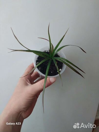 Фикусы, бальзамин, декабрист