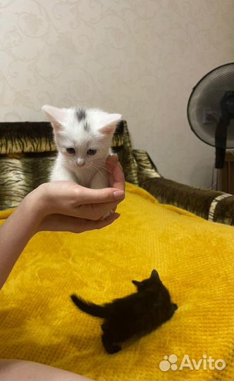 Отдам котят