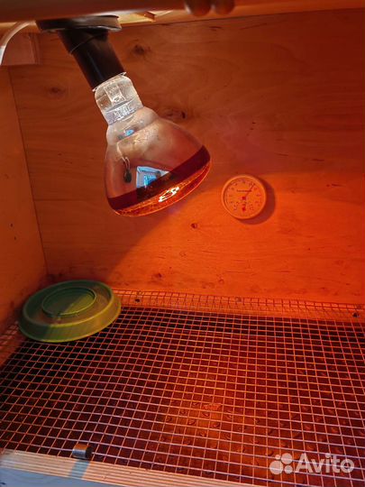 Брудер для цыплят бу