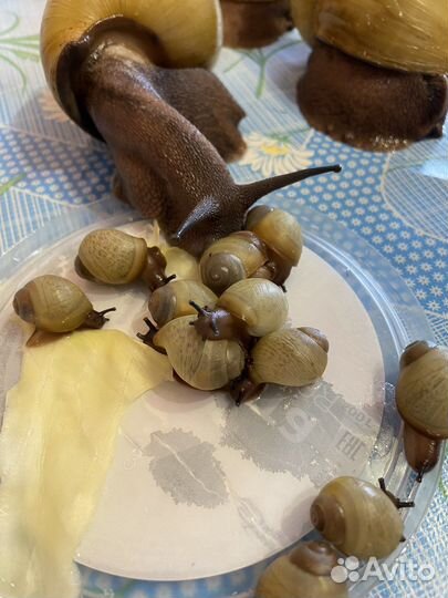 Архахатины иктерики