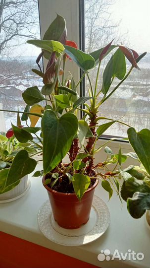 Антуриум D13H30