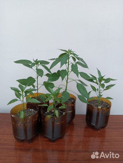 Острый перчик