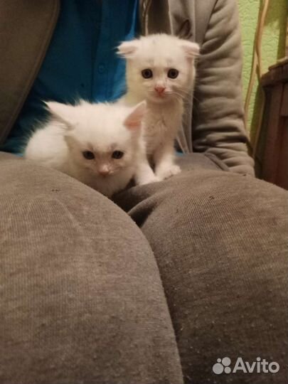 Кошка в дар бесплатно
