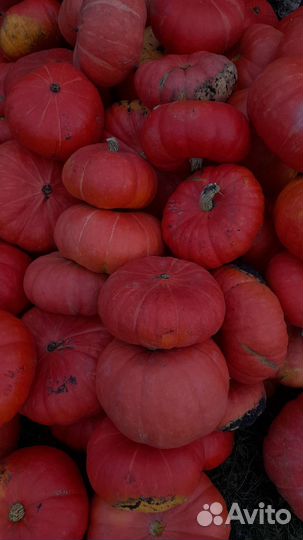 Тыква едовая