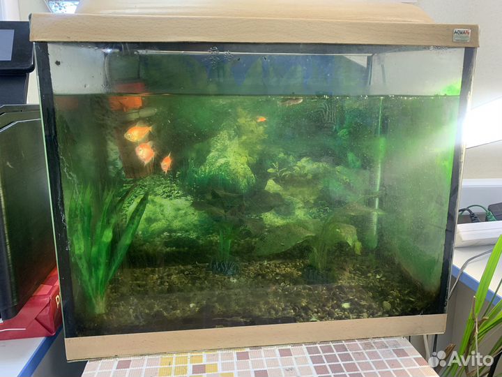 Аквариум с рыбками бесплатно