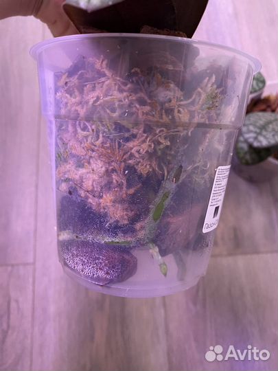 Не цветут. Шиллерианы. Орхидея