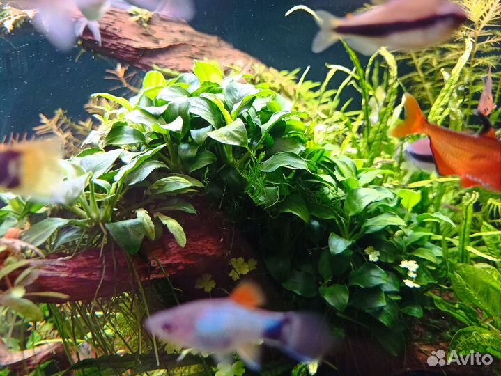 Аквариумные растения