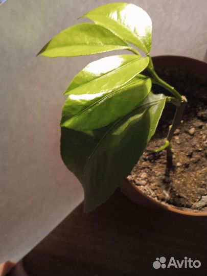 Комнатные растения лимон