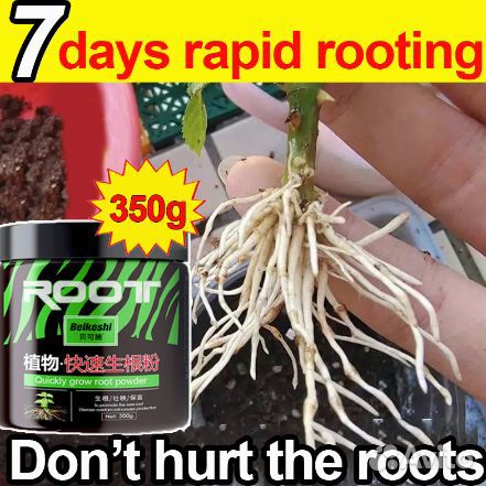 Сансевиерия