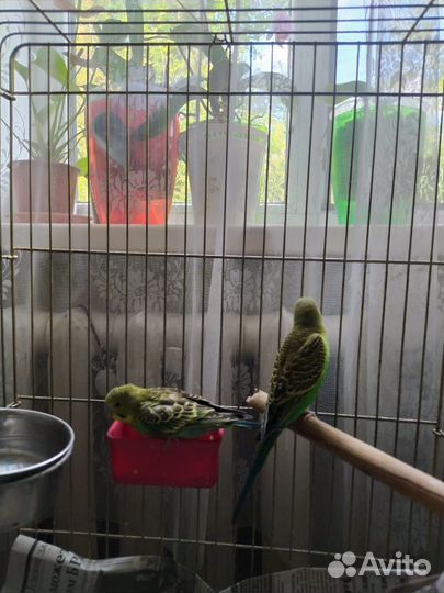 Птенцы волнистый попугай